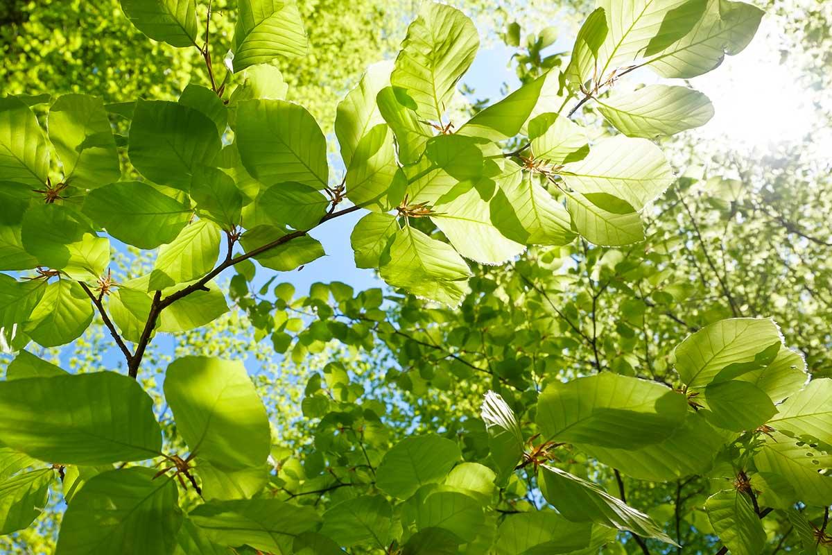 Looking up into a Beech tree.